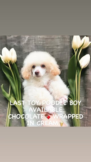 TOY POODLE BOY AVAILABLE