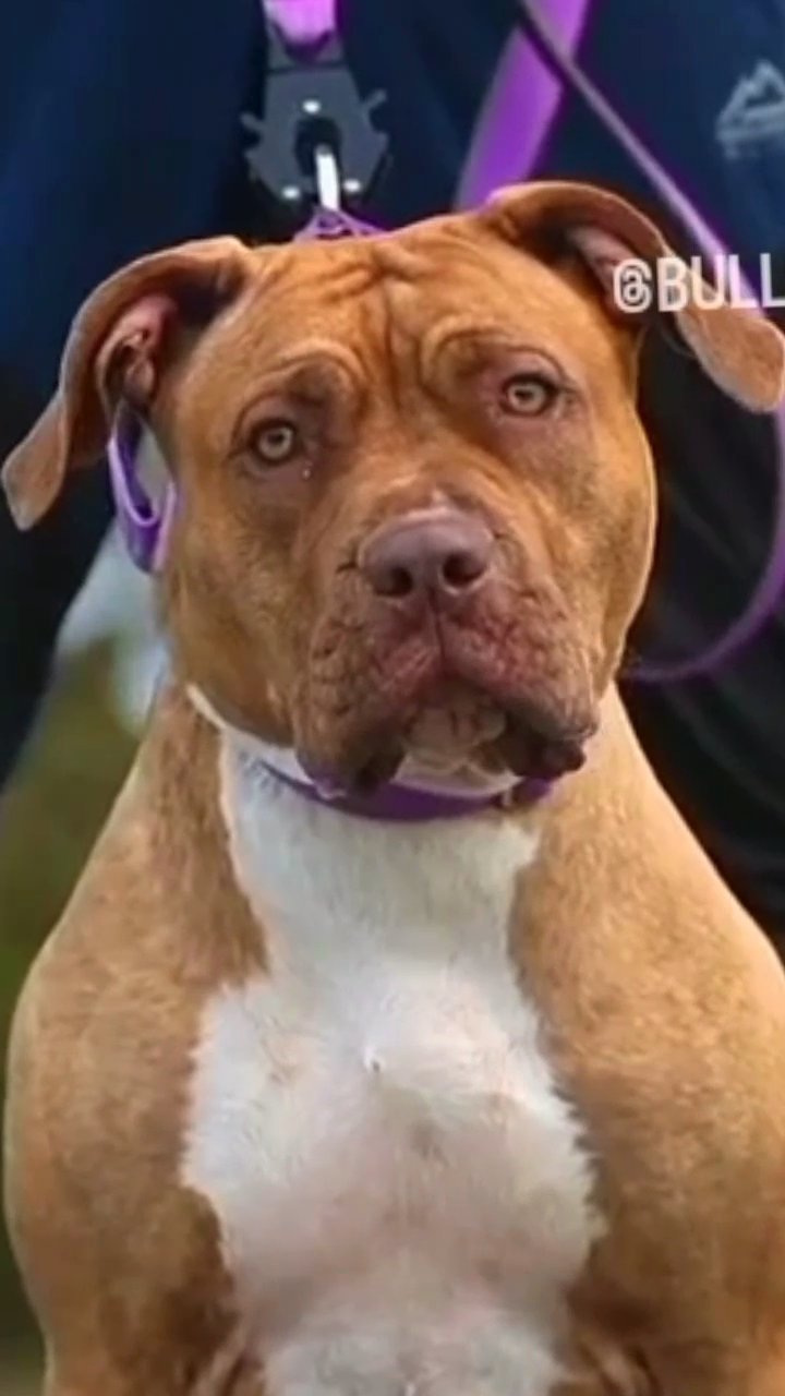 Pit bandogges READ DESCRIPTION 2024