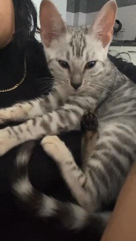 Silver Bengal Female Kitten Rehome