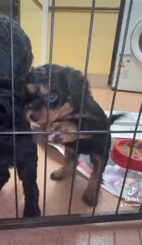 F1 B Cavapoo Puppies, 1 Boys & 3 Girls Left