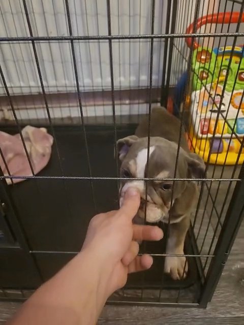 english bulldog puppy