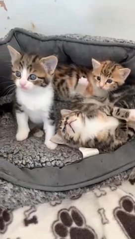 Bengal Mixed Breed