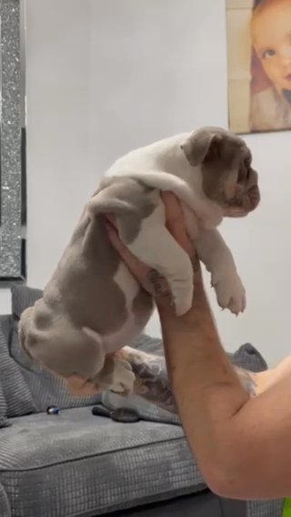 kc reg British bulldog puppy’s