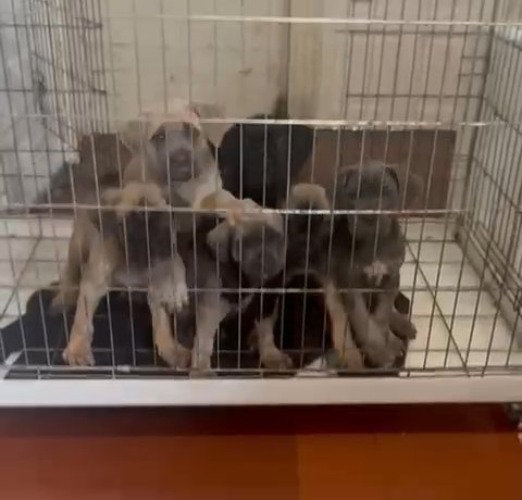 Cane Corso Puppies Available