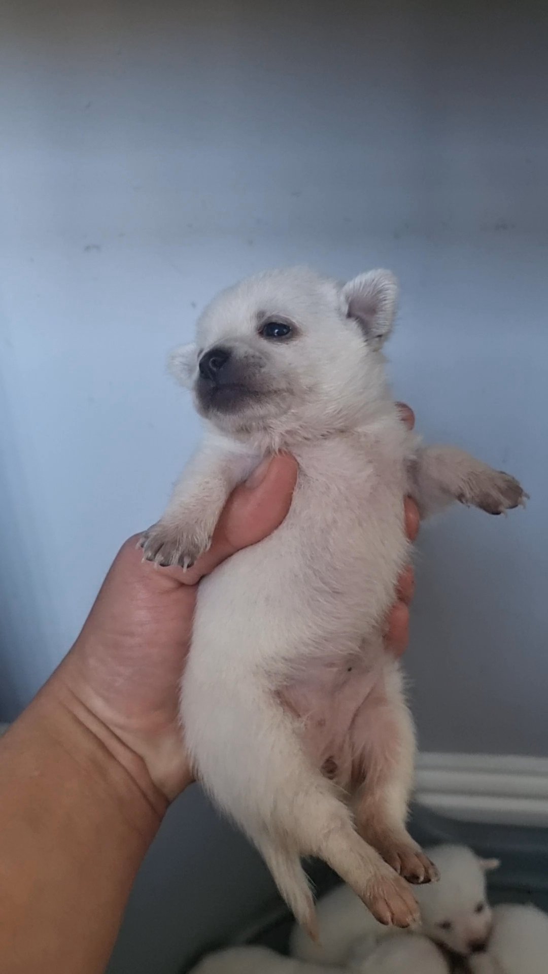 Adorable Pomeranian and Chihuahua puppies