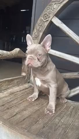 Merle French Bulldog Puppy Good DNA