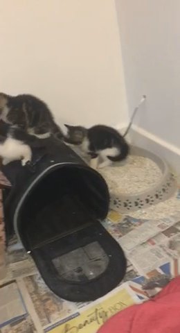 3 kittens