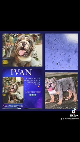 IVAN - aka TICKETYTOK Open To Stud - PROVEN