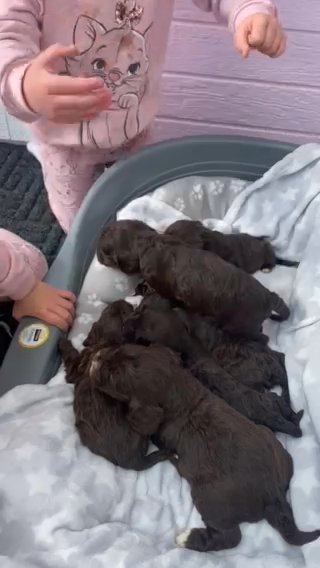 F1 cockapoo Puppies