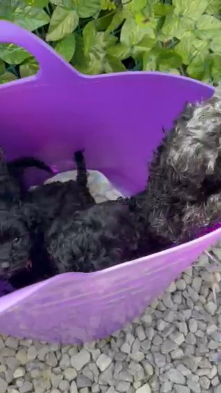 Cockapoo Fur Babies Looking For New Home