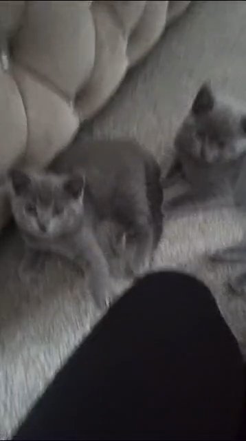 Little Baby Fur