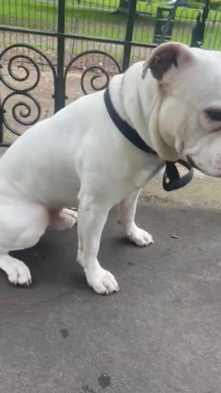 Odin Scott American Bulldog