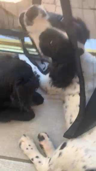1 black girl out of a litter of 6 left, Mum is a beautiful amazing loving dog  dad is KC registered pup is 12 weeks old on Saturday