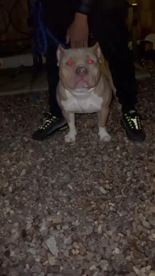 EscoThePocketBully Ready To Use ?