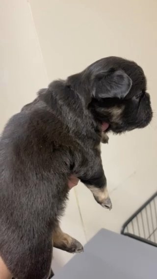 Fluffy French Bulldog Puppies