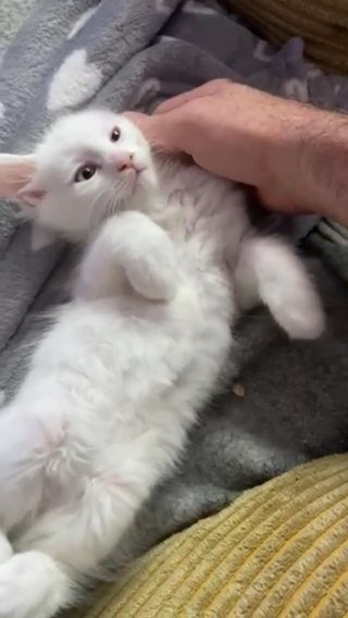 Pure White Mainecoon Available