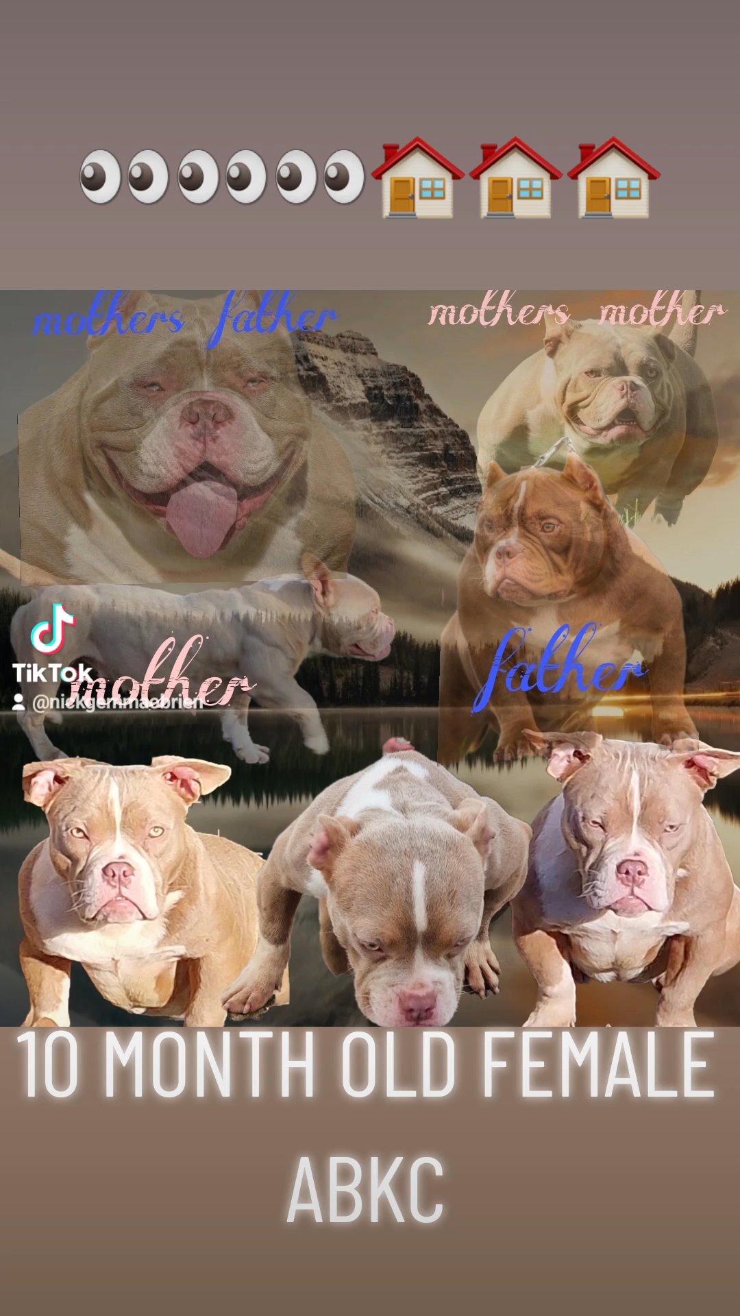 10 month old pocket/micro bully