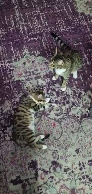 Kabu our bengal x ready to leave