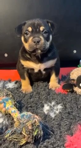 Pocket Bullies