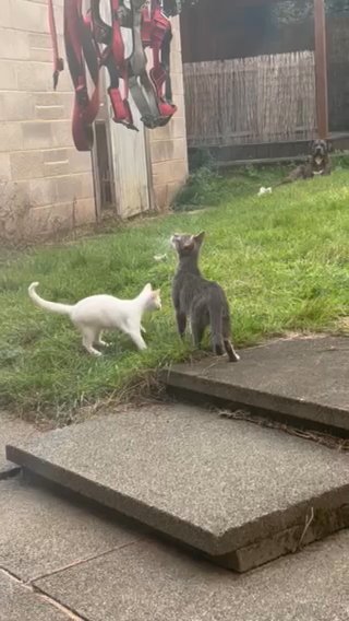 SNOWHITE KITTEN
