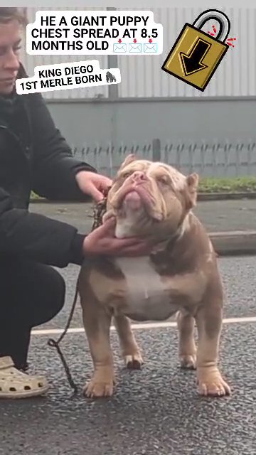 American bully stud