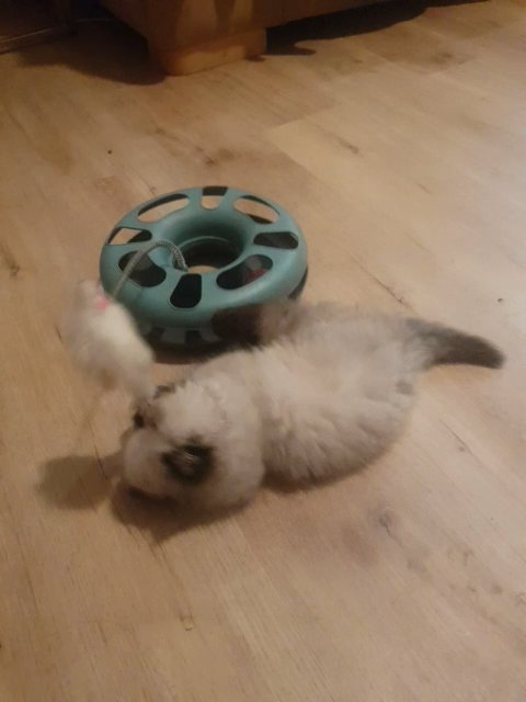 GCCF REGISTERED COLOURPOINT KITTENS