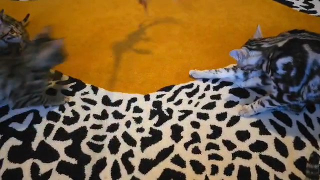 Phenomenal Bengal kittens AVAILABLE