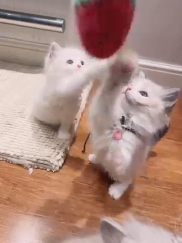 Ragdoll Kittens