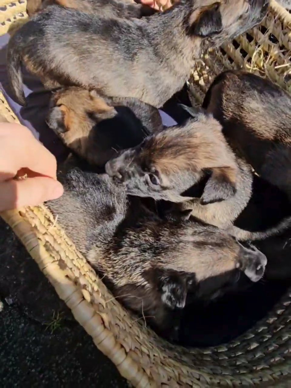 Belgian Malinois shepherd's 2 males left!