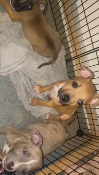 staffy puppies