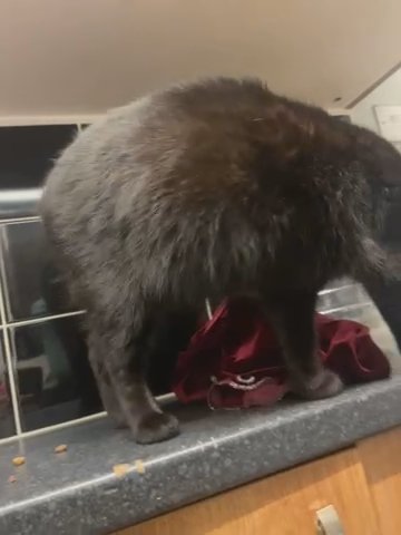 rehoming my cat