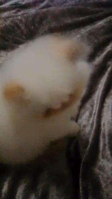flamepoint male persian kitten
