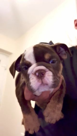 Bulldog Pups