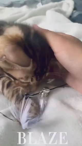 ??Chunky Striking Quality Bengal Ready??