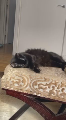 3 Year Old Re Home