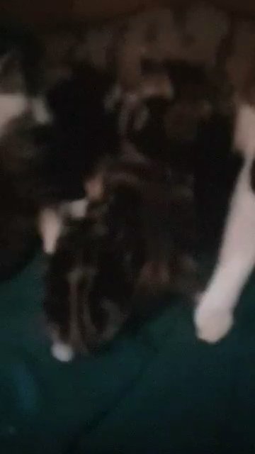 bengal cross kittens