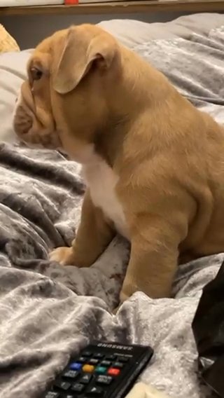 Kc English Bulldog Puppy