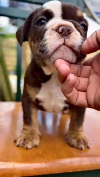 Bulldog Pup