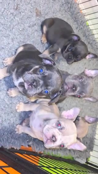 French Bulldog Puppy’s