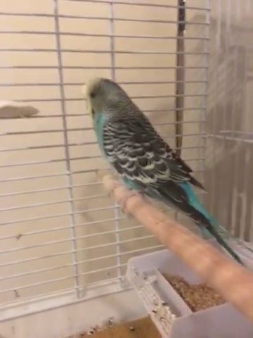 Rainbow the budgie