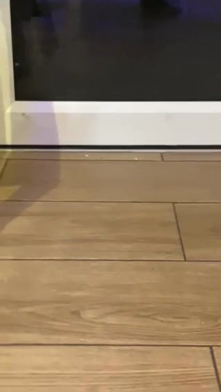 last kitten left