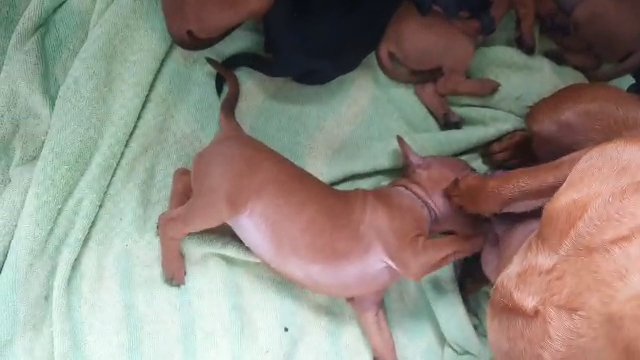 Miniature Pinscher Puppies