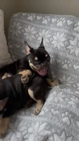 french bulldog testable chocolate carriers