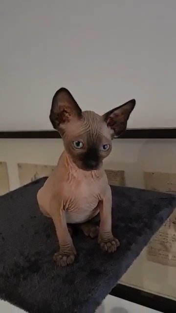 Tica registered Pedigree ?