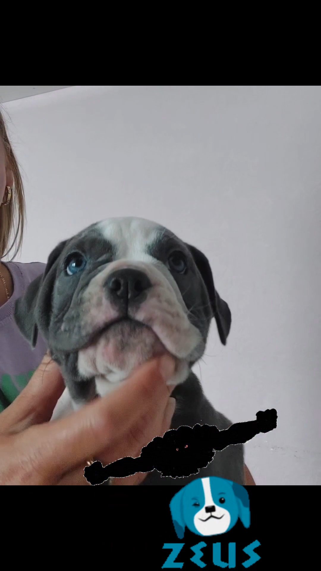 ZEUS the old English Bulldog