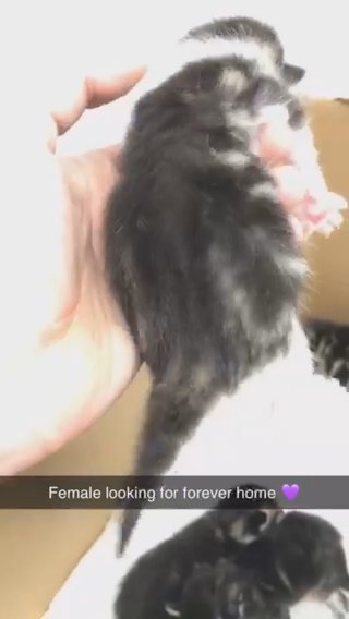 female tabby