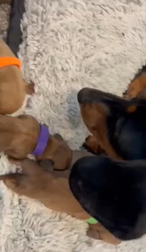 KC Registered miniature Dachshunds