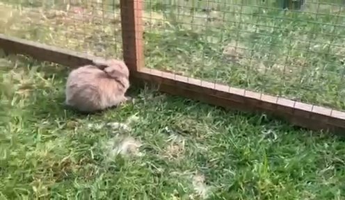 beautiful baby rabbits