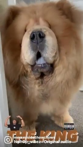 Fawn Chow Chow Stud