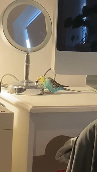 budgie and cage for sale